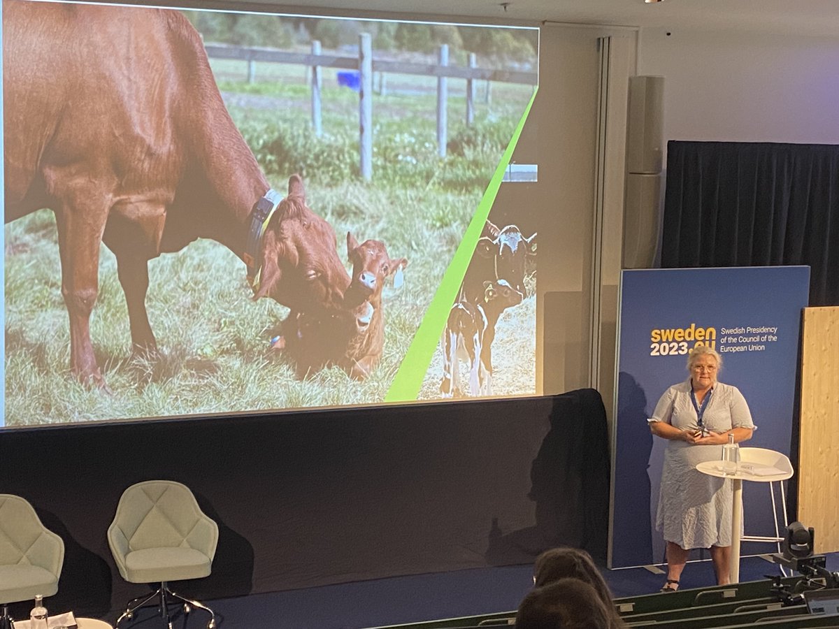 eurcaw_re's tweet photo. Sigrid Agenäs, Professor in Management of Ruminants @_SLU leading a study on keeping high yielding dairy cows with their calves.  #AnimalWelfare #PositiveWelfare @Food_EU https://t.co/KeDjEgz9qo