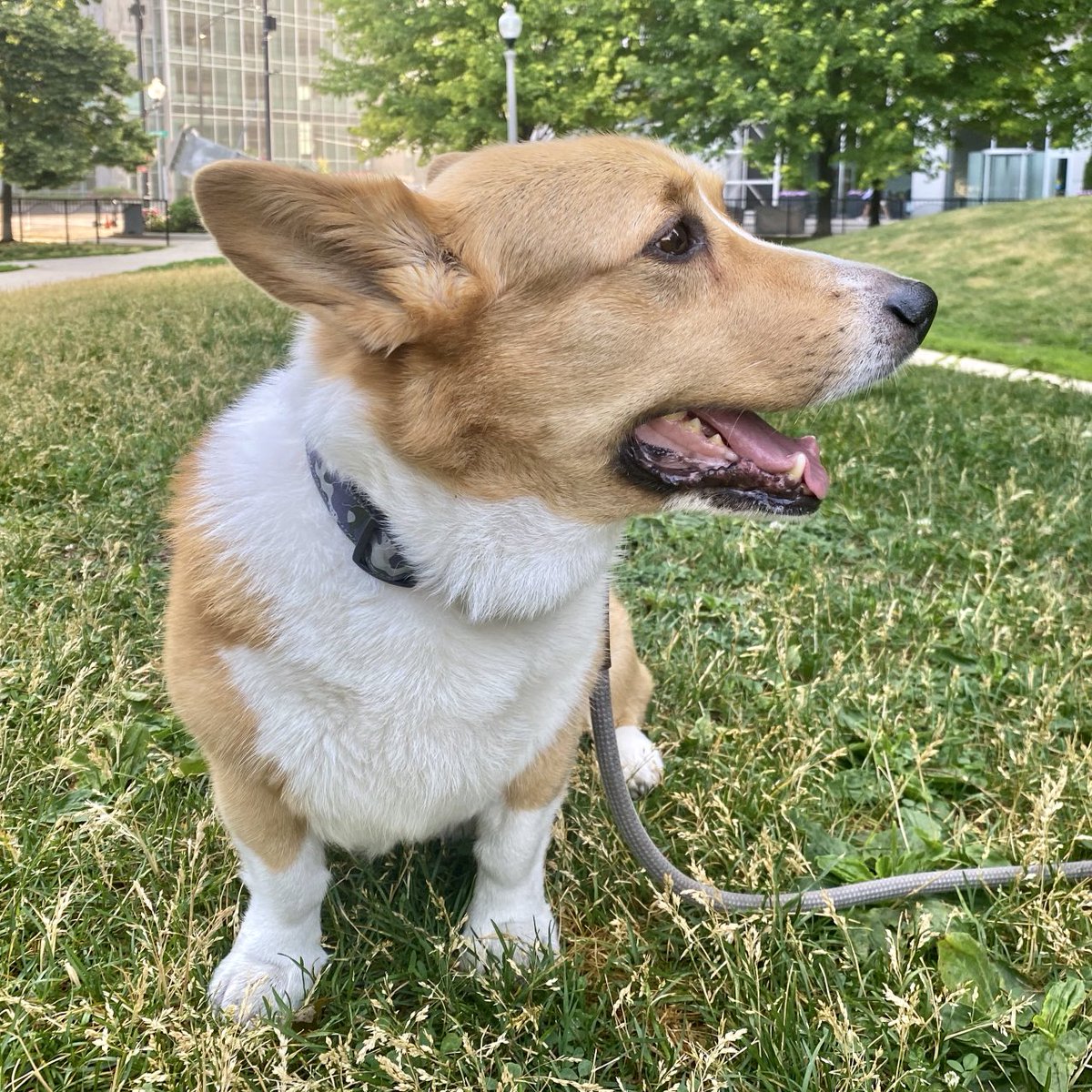 Ralph the Corgi tweet media