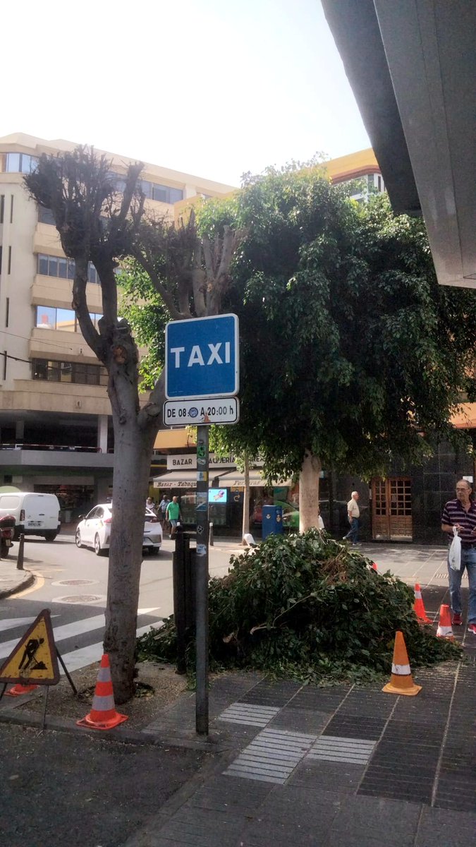 ¡ALTO EL FUEGO <a href="/CarolinaDarias/">Carolina Darias</a>
<a href="/gemmartinezsol/">Gemma M. Martínez Soliño</a>!

Les concedimos 100 días de cortesía para valorar cambios, pero
en pleno verano NO SE PODA:
SOLICITAMOS UNA TREGUA!

28 Junio en C/Faro esquina Ferreras, árboles preciosos, frondosos, sanos y los desmochan, porque ésto no es podar!