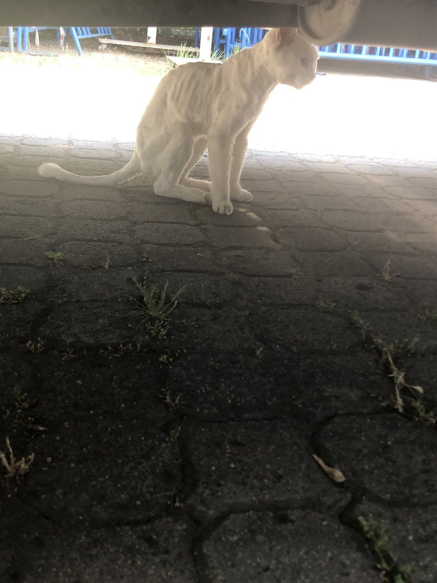 Çok acil kayıp kedi. Ataköy. Lütfen sahibi varsa  yardmcı olalım. Traşlı beyaz @kayipkedi_tr @KediOzelHarecat @kedibabasin