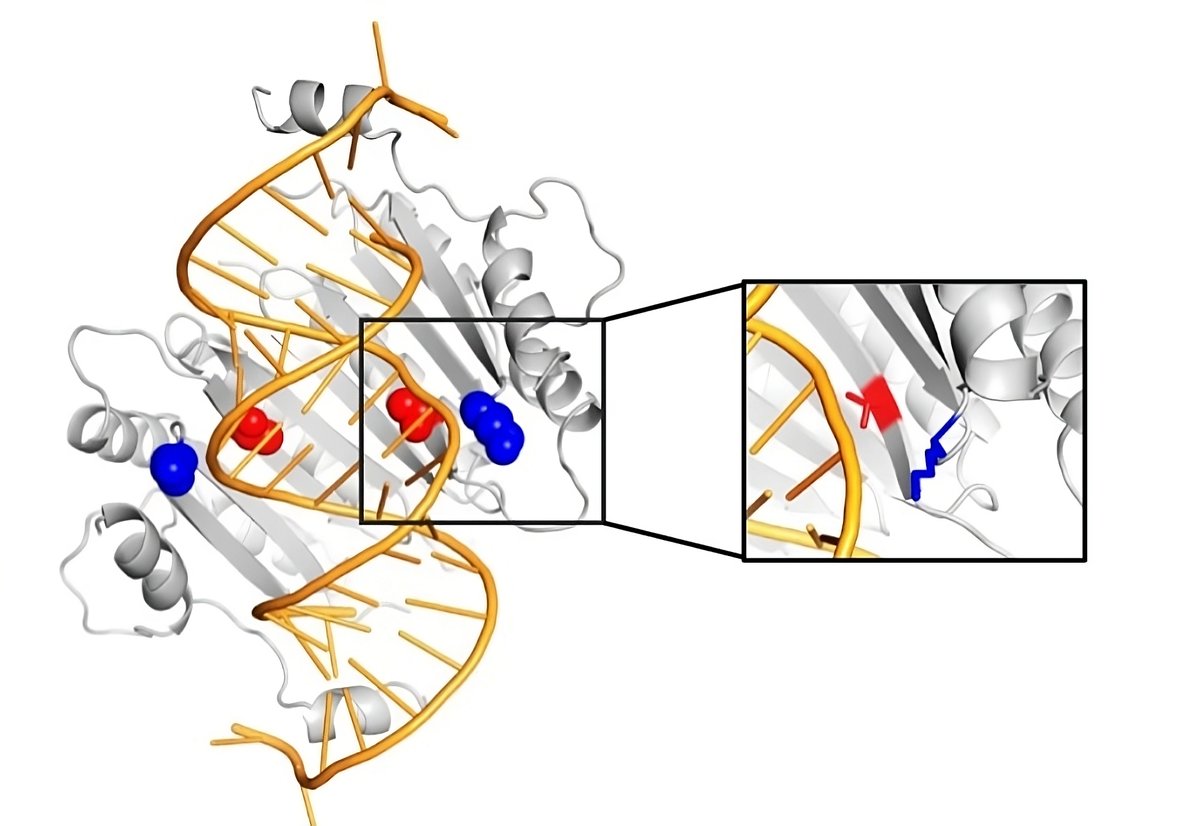 uOttawaMedia's tweet photo. Scientists at @uOttawa are making enzymology history! 🧪 They have created a revolutionary enzyme that targets non-coding RNAs! A major breakthrough in understanding these essential RNAs and treating diseases. 👏🔬
 
@PezackiLab @uOttawaScience

https://t.co/EPBDSiTqAx https://t.co/dJCHGYAIlb
