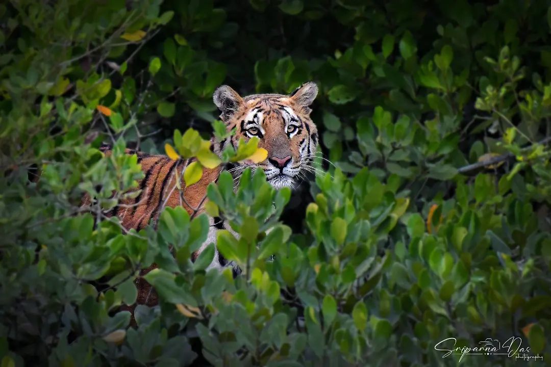 This awe-inspiring click by Sriparna Das showcases the sheer power and grace of the mighty tiger, commanding attention with its piercing gaze and magnificent presence.

#zeissbinoculars #zeissnatureindia #zeissnature
#binoculars

#nature #tiger #wildlife #wildlifephotographer