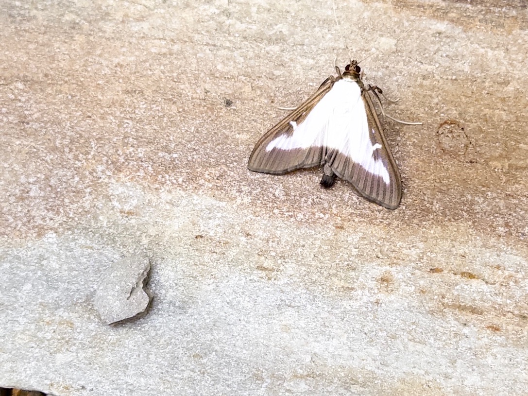 LinseyGooding's tweet photo. Anyone able to help on identifying this chap. scale wingspan was about 2cm at its widest part. length about same maybe slightly longer https://t.co/U4FDUKItEW