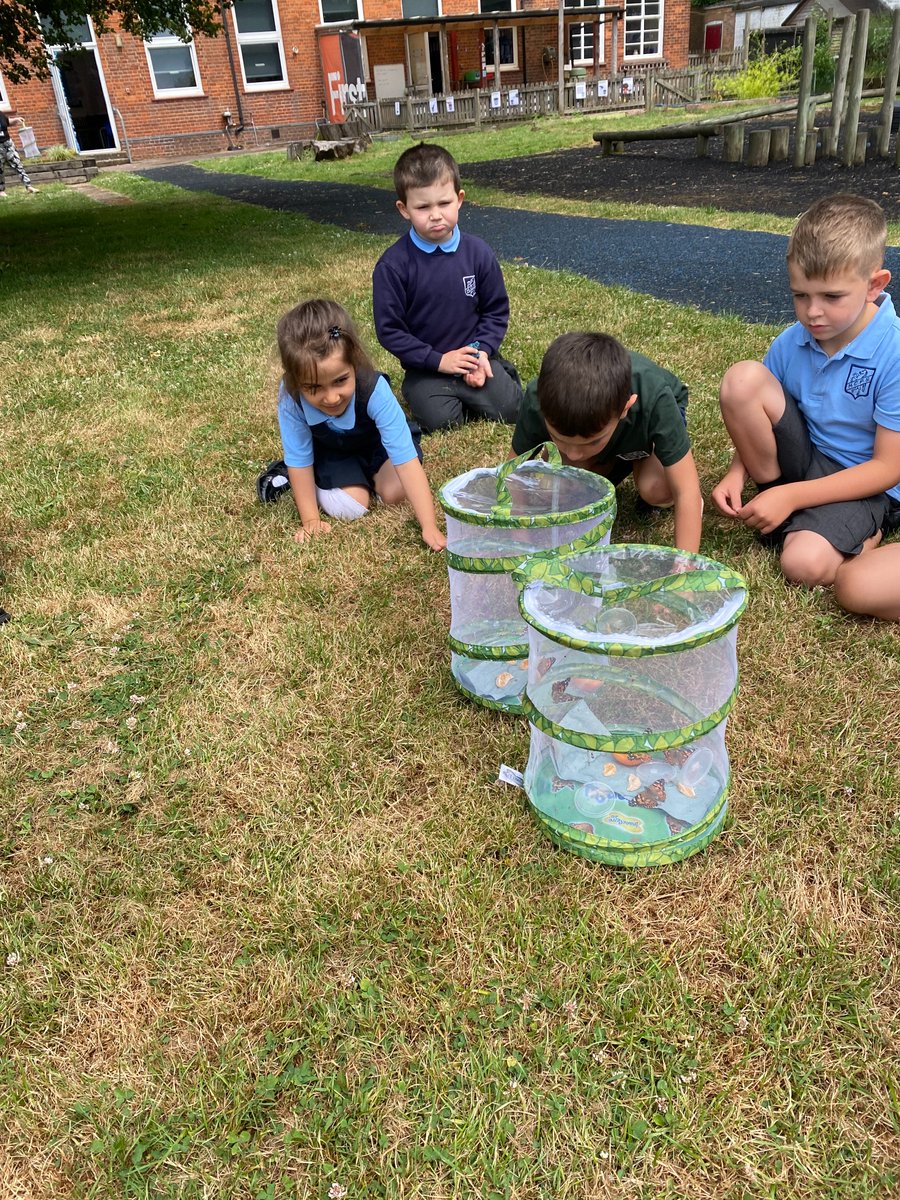 HalsteadCPS's tweet photo. Buds and Saplings classes have been nurturing their caterpillars over the last few weeks. It was great for them to see the complete life cycle and then release the beautiful butterflies onto the field. #Halstead #SafeHappyLearning #PioneerPassport https://t.co/A0qayePykF