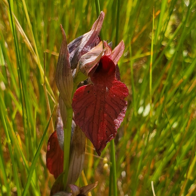 Today is #FloraFriday and we share an observation of a Heart-flowered Serapias (Serapias cordigera or Erva-Língua-Maior in portuguese), spotted in Paul de Toirões rewilding area.

Have you already seen one of these before? 💮

📸 vitexlucens / iNaturalist