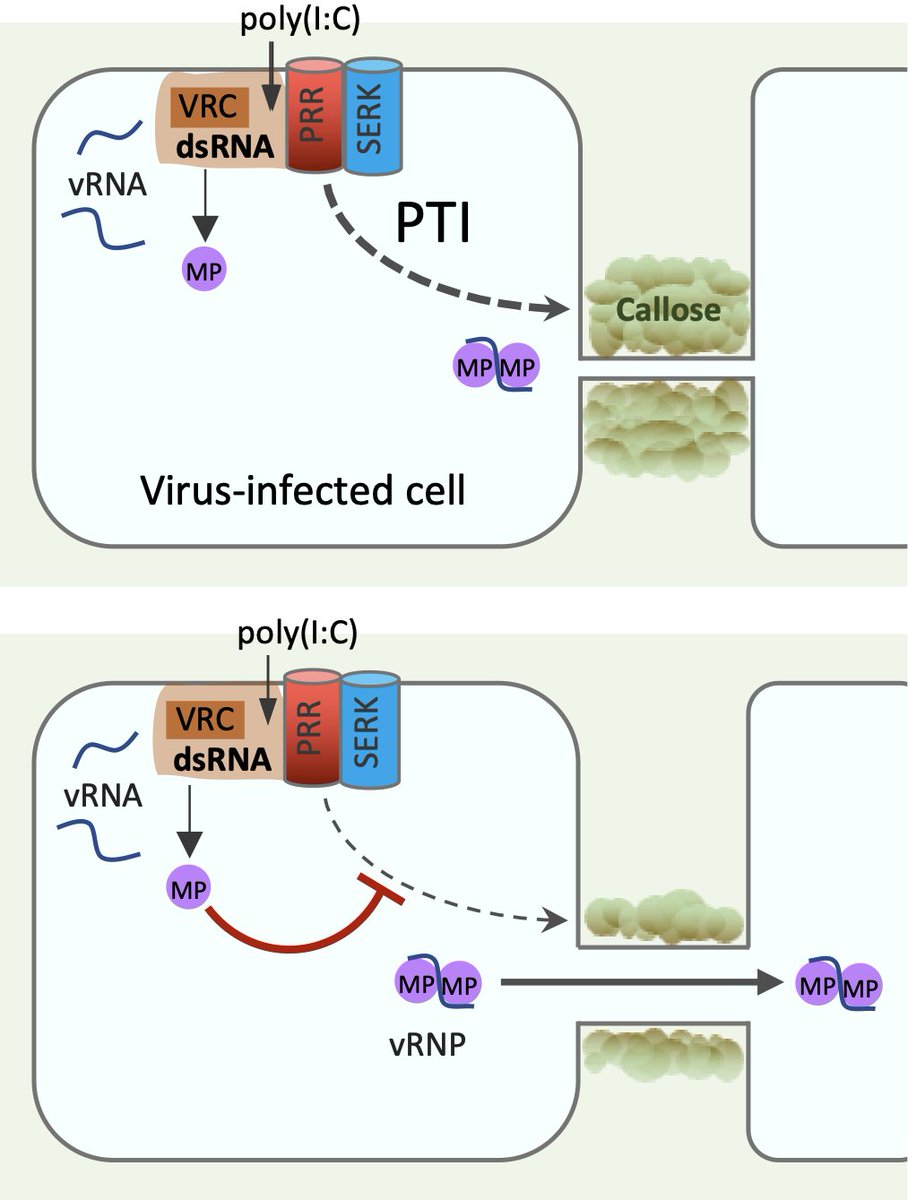 The cell-to-cell spread of #virus through plasmodesmata is repressed by host dsRNA-induced immune signaling. New publication by M. Heinlein (@cnrs_ibmp) in collaboration with L. Shan (@TAMUBCBP) published in @ThePlantCell, Please RT !
▶️academic.oup.com/plcell/advance…