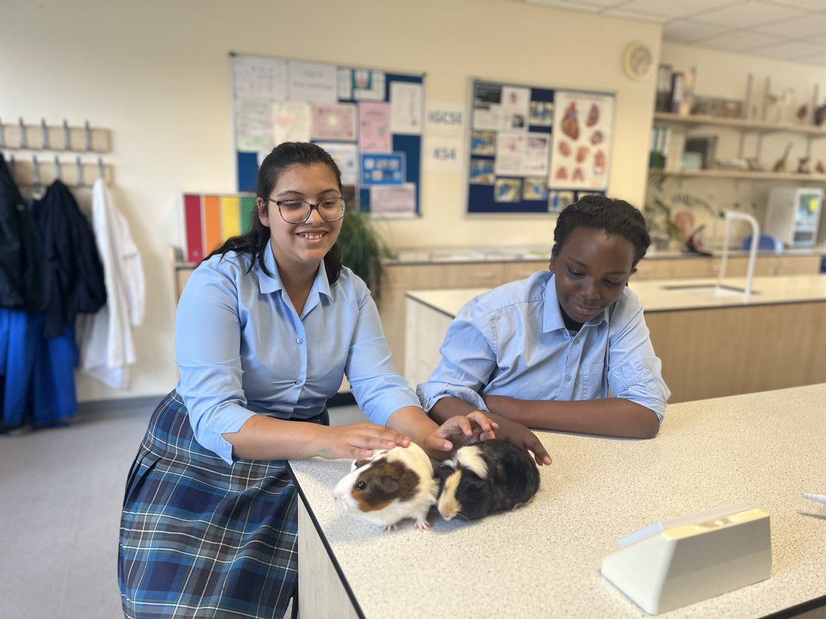 Year 8 pupils Mahi and Salome have been learning all about guinea pigs and how to care for them in Guinea Pig Club 🐹  #GuineaPigClub #CaringForPets