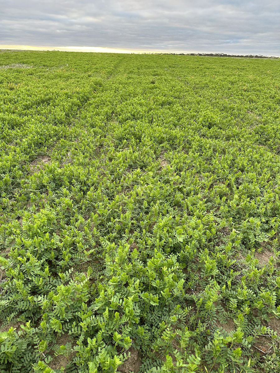 Tim Starcevich tweet media