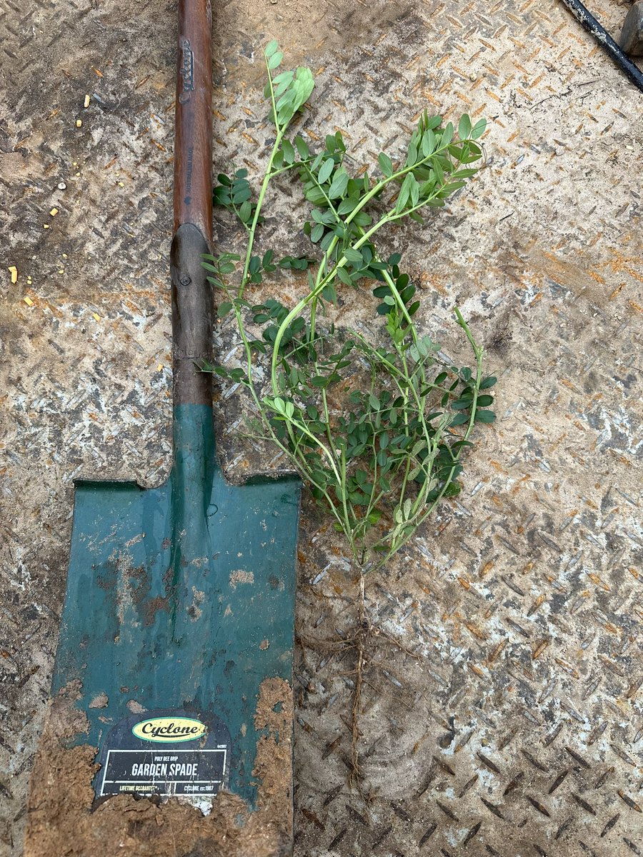 Tim Starcevich tweet media