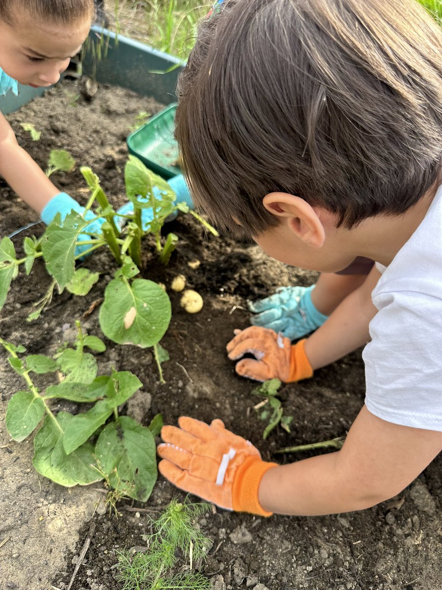 AmyCracknell1's tweet photo. The children enjoyed harvesting the potatoes 🥔 and strawberries 🍓 that we have been helping to grow at forest school.
The children took home the potatoes to share with their families.
@PelhamNursery @PelhamPrimary_ @trustilluminate https://t.co/DtjsNuwuyj