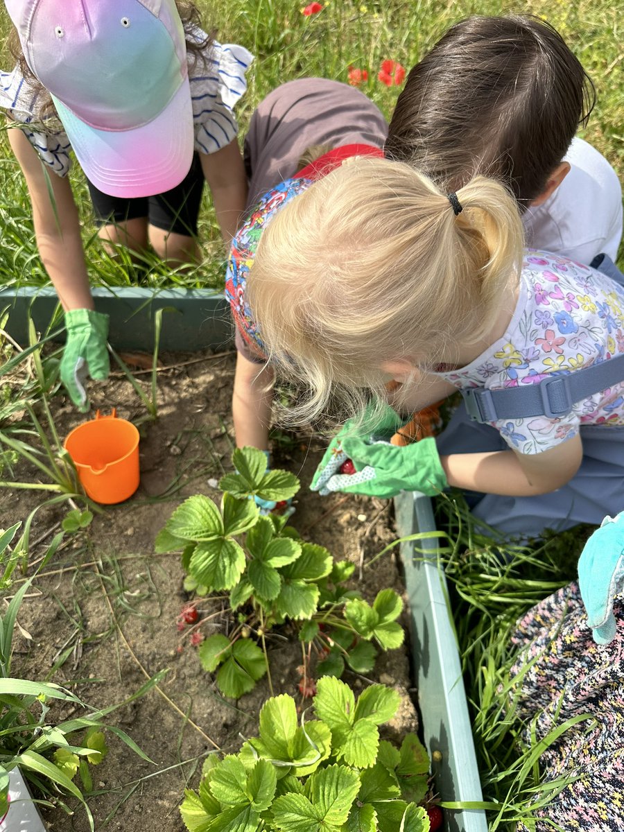 AmyCracknell1's tweet photo. The children enjoyed harvesting the potatoes 🥔 and strawberries 🍓 that we have been helping to grow at forest school.
The children took home the potatoes to share with their families.
@PelhamNursery @PelhamPrimary_ @trustilluminate https://t.co/DtjsNuwuyj