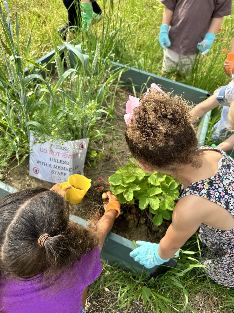 AmyCracknell1's tweet photo. The children enjoyed harvesting the potatoes 🥔 and strawberries 🍓 that we have been helping to grow at forest school.
The children took home the potatoes to share with their families.
@PelhamNursery @PelhamPrimary_ @trustilluminate https://t.co/DtjsNuwuyj