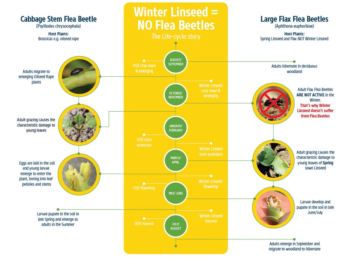 PremiumCrops's tweet photo. Flea beetles continue to wreak havoc among UK farmers. Is Winter Linseed the answer? #fleabeetles #winterlinseed #ukfarming #agriculture https://t.co/ezGTGVRjMF