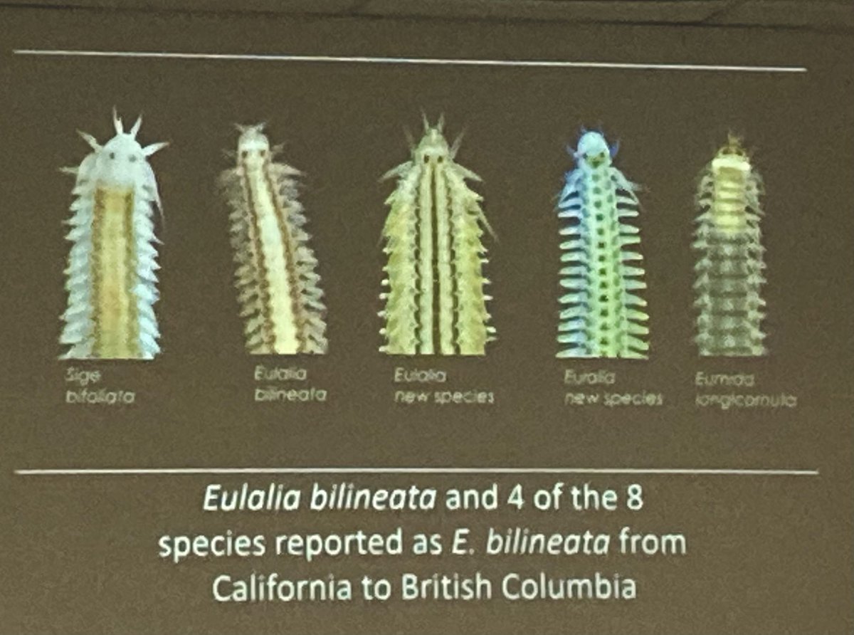 The Taxonomic Dilemma - can we trust the taxonomists? Fascinating talk from <a href="/Exogone1/">Leslie Harris</a> at the #IPC14 Polychaete Identification Course highlighting the need to use the correct literature for the right region and the need for more taxonomists
