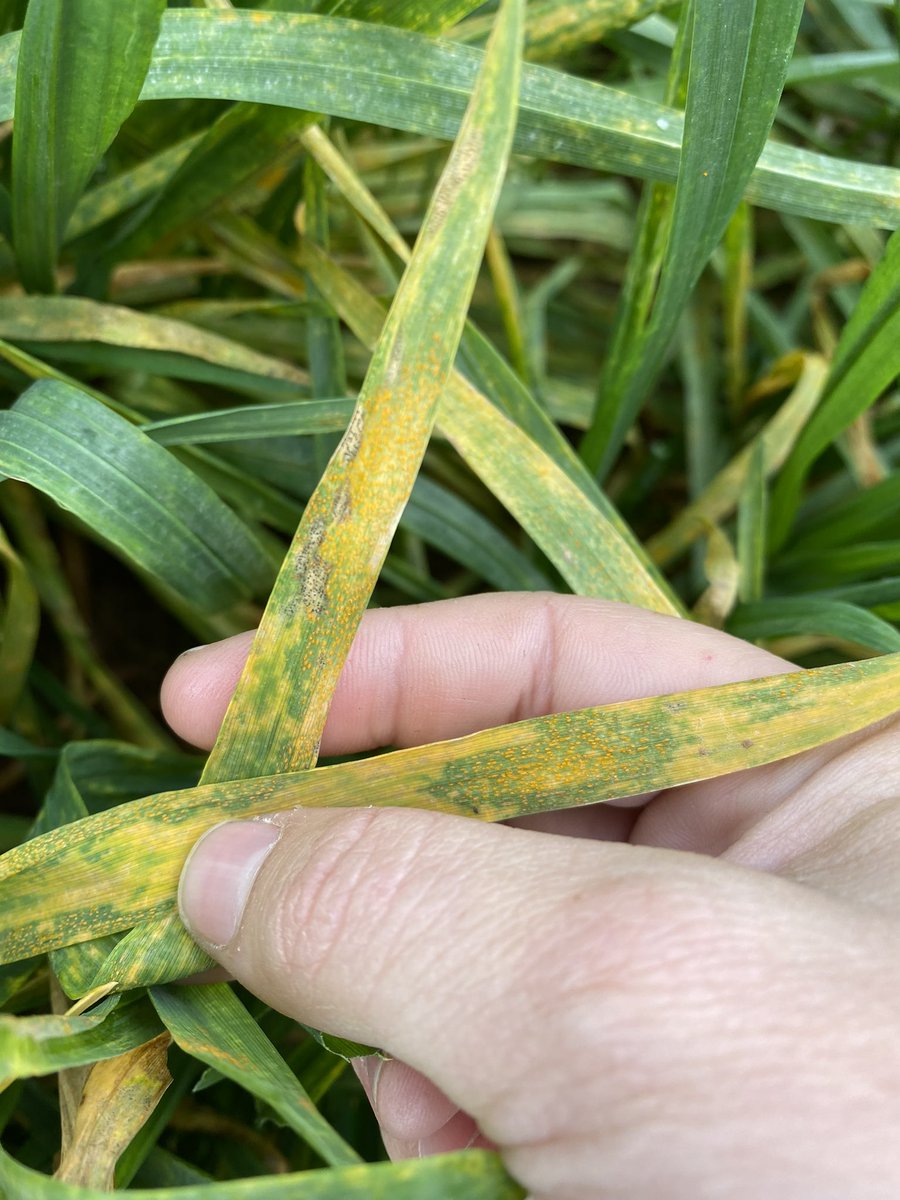 Time to check your crop and send samples for pathotyping! @PbiCobbitty confirmed 1st documented stripe rust infection for 2023, located sNSW. STB widespread also, 2 of the dominate wheat diseases of previous years. Photo @Cait_McRae1. @NSWDPI_AGRONOMY @theGRDC @s_simpfendorfer