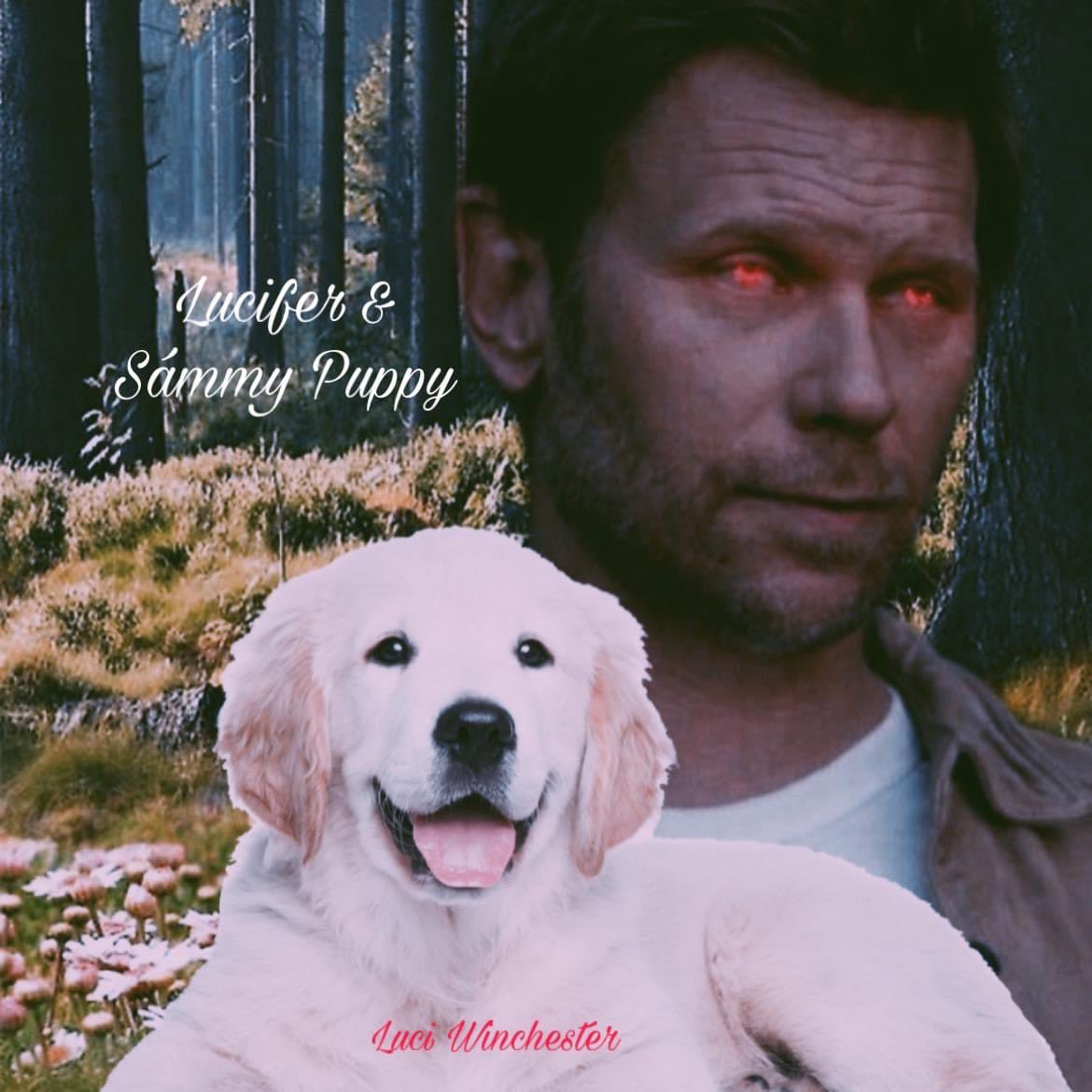 Sámmy Puppy tweet media