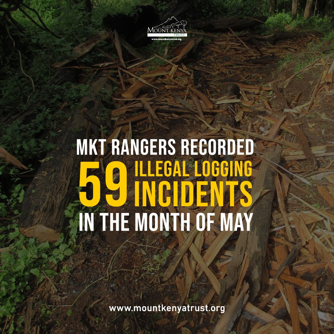 Illegal logging devastates the delicate balance of Mt. Kenya's ecosystem. It not only harms the flora and fauna but also disrupts the livelihoods of local communities who depend on the forest for ecosystem services.

#MountKenyaTrust #illegallogging #rangerpatrol @tusk_org