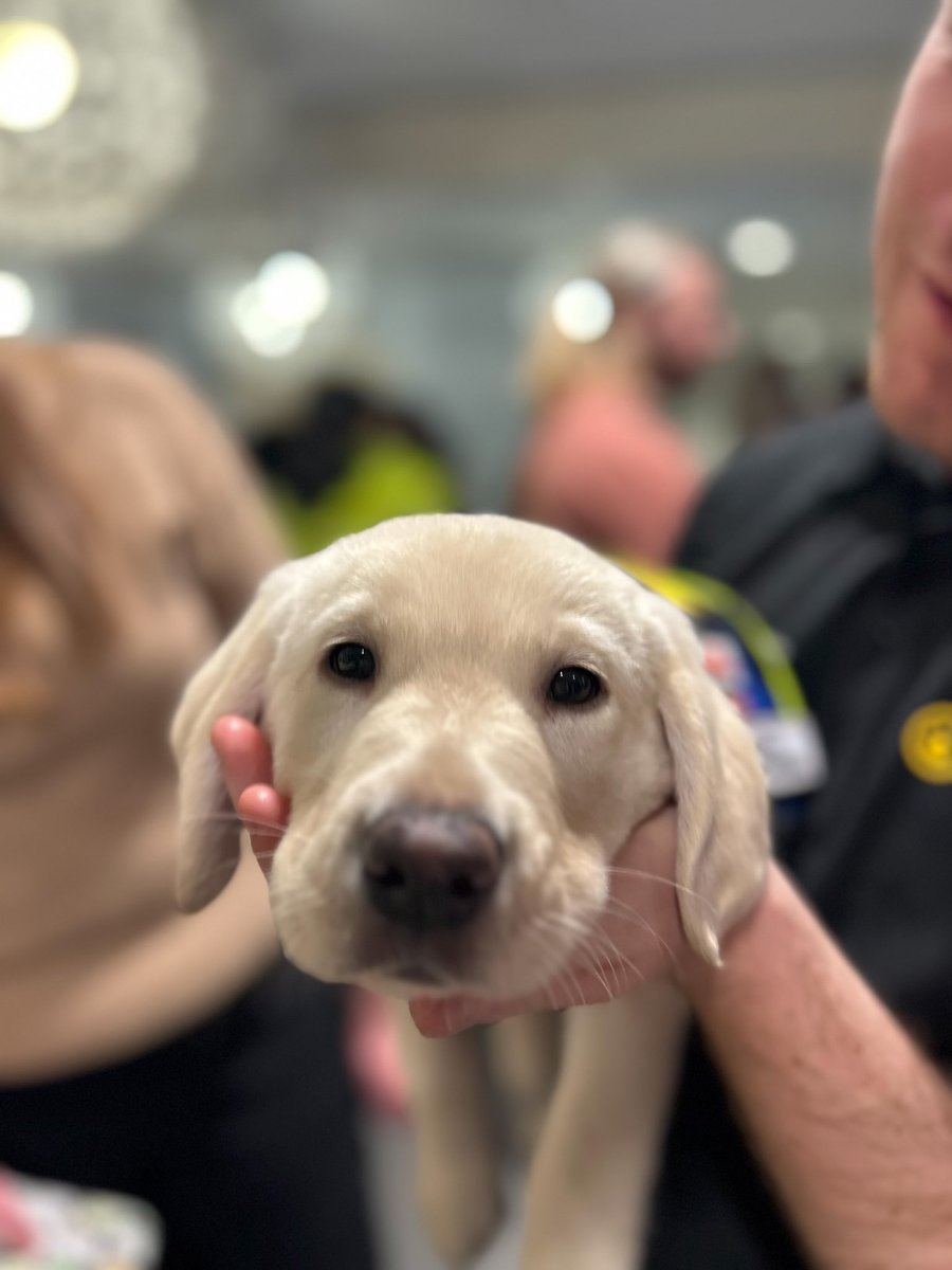 ptxperalta's tweet photo. This week consisted of seeing eye dog puppies and securing Taylor Swift tickets. I am almost as excited to see Sabrina carpenter in concert 😭 https://t.co/lNlvT0Db8W