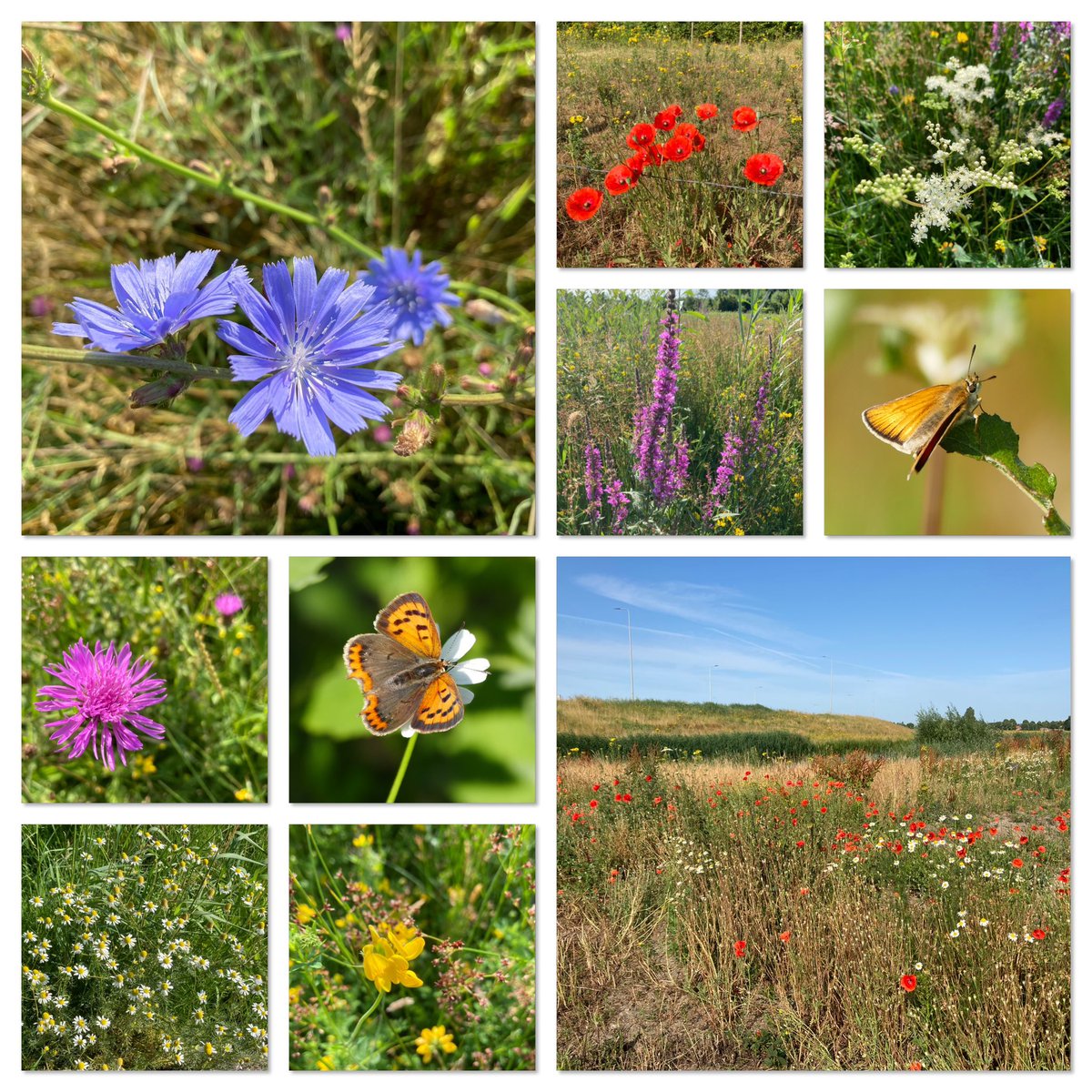 Op de laatste dag van juni een collage van wat ik tijdens mijn wandeling zag. 
#Junibloeiers
Dank voor deze heerlijk, kleurrijke, fotochallenge @vule_rock_nroll