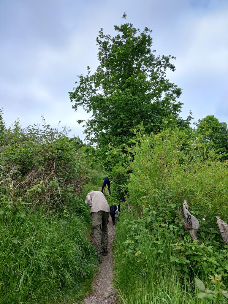 Thank you to all who worked hard to widen and level one of the main paths at Ashley Vale Allotments last month to improve the access. As one little boy said he can now walk up and down to school holding his Mum's hand without having to get wet feet. 😊👌 <a href="/TCVtweets/">The Conservation Volunteers (TCV)</a> <a href="/AVallotments/">AshleyValeAllotments</a>