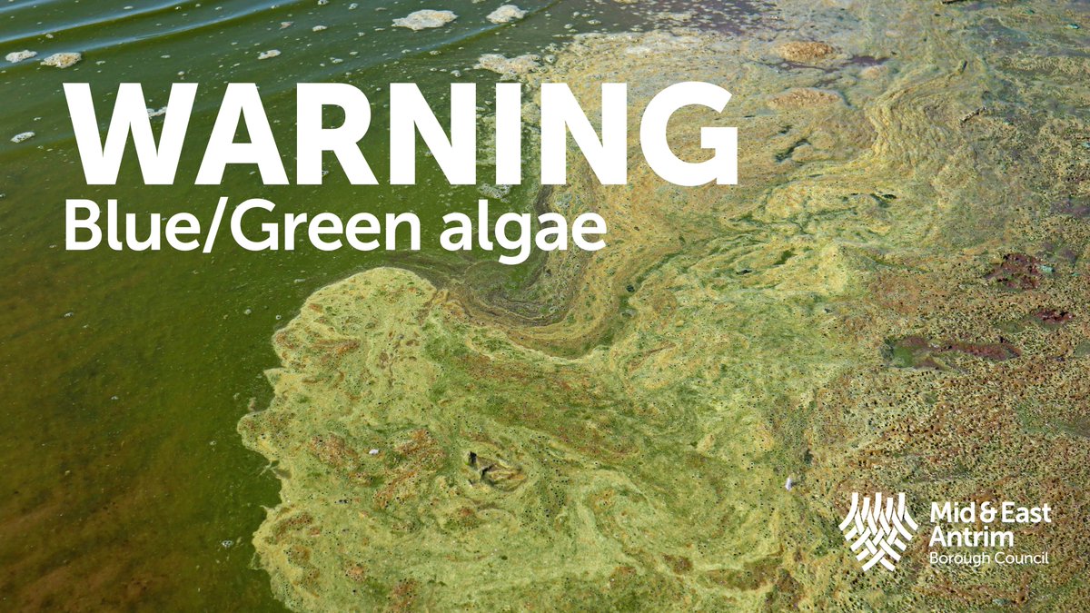 mea_bc's tweet image. ⚠️ We have been contacted by the NIEA, part of @daera_ni regarding Blue/Green algal blooms that have been found in the River Bann at Portglenone Forest. ⚠️

⛔️ Don't swallow, swim or allow pets in the water. 
⛔️ Avoid all contact with the algae.