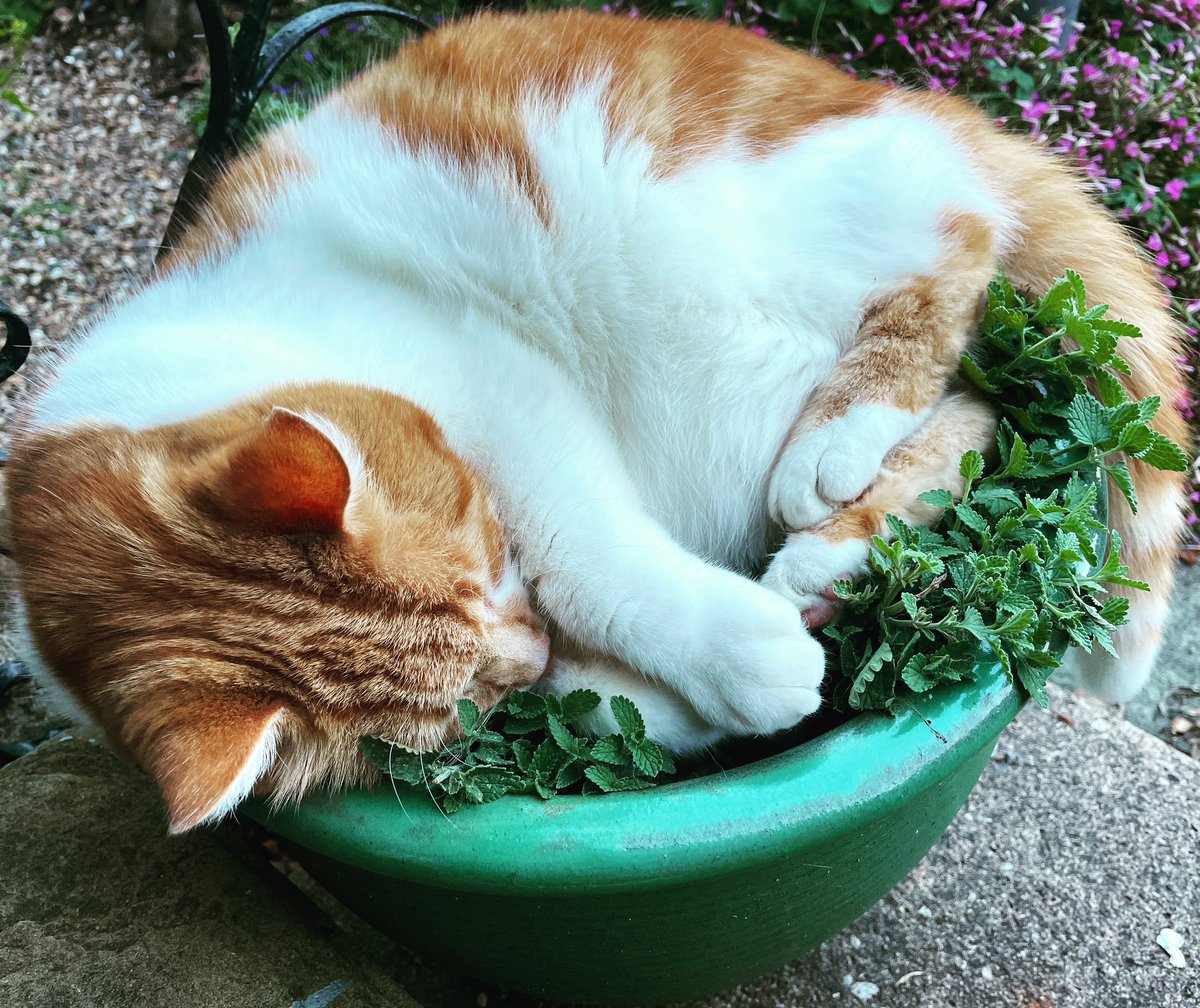 My cat in his catnip pot. His happy place. Happy Friday everyone!