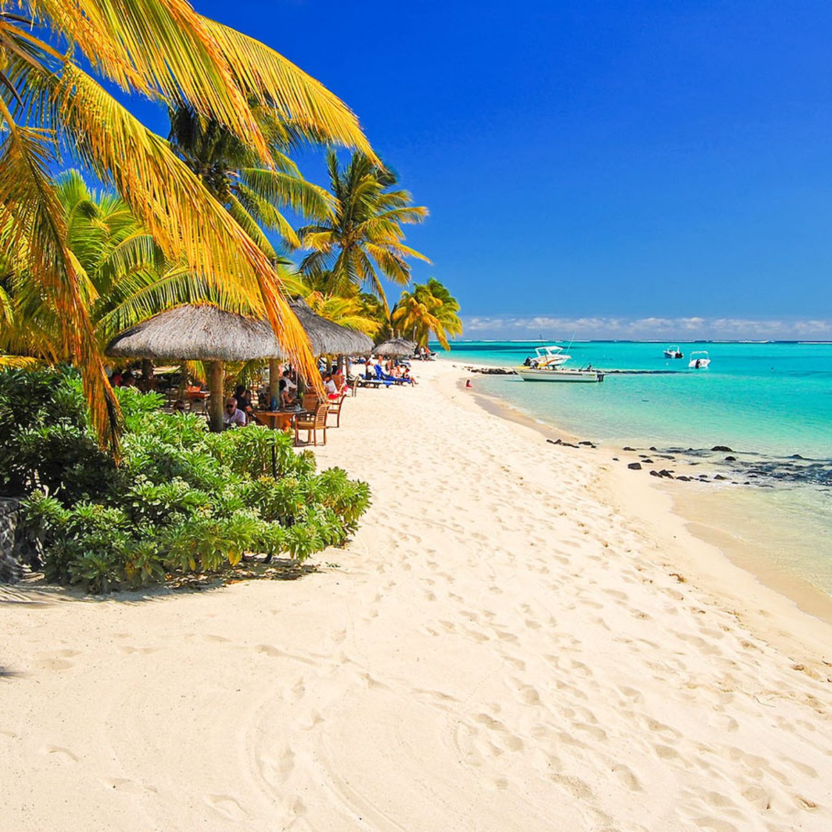 Mauritius Island tweet media