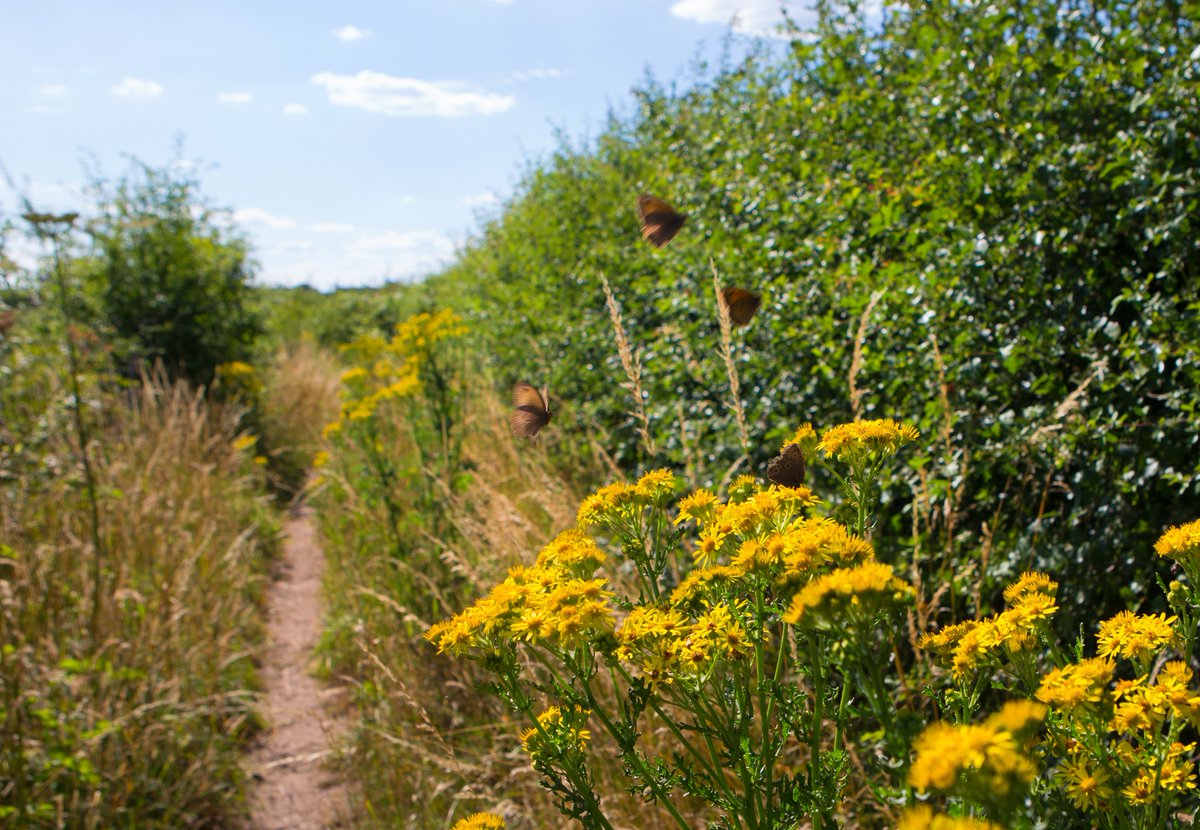 NEWS: We’re partnering with @DefraGovUK to invest £25million to boost the quality and quantity of wildlife-rich habitats with the #SpeciesSurvivalFund. 📢 Apply for funding to help reverse the decline of species across England from today 👉 heritagefund.org.uk/news/new-speci… #Nature