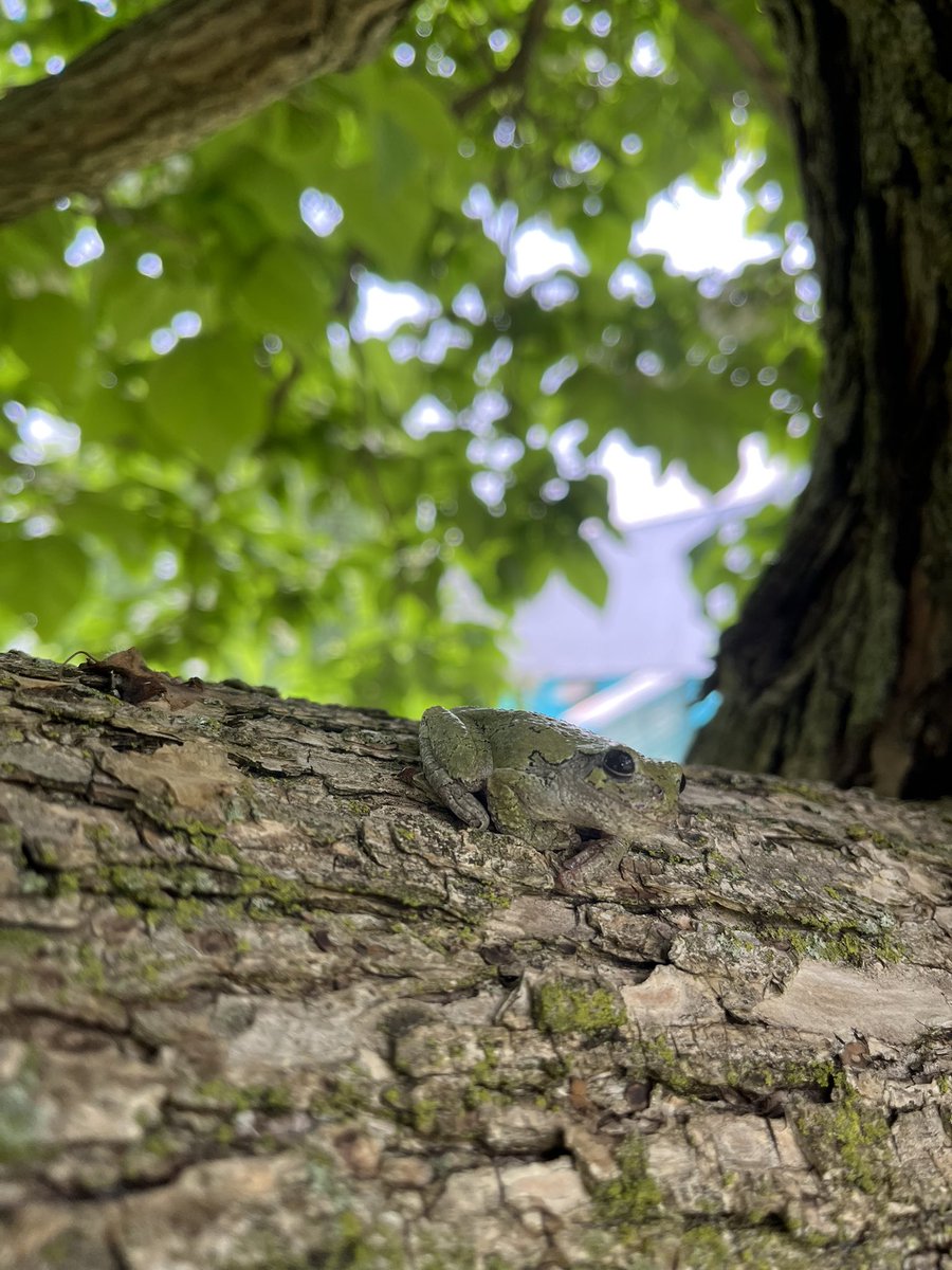 durhamdigs's tweet photo. Thought we’d share the #Greenbelt love: tree frog rescued yesterday, moved to a better spot! The wonders of #Nature & #Biodiversity in #Ontario if only we pay attention! #Bill23 #Bill39 #NoSprawlDurham #Rouge_Valley_CC @GreenbeltAllies @GreenpeaceCA #HandsOffTheGreenbelt https://t.co/8kjMcSZINe