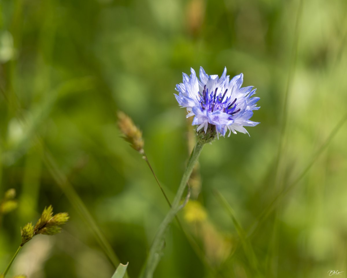 Wildflowers of the Endless Mountains #24. #FlowersOnFriday #TheArtDistrict #BuyIntoArt #MACphotographynj #bobmac27