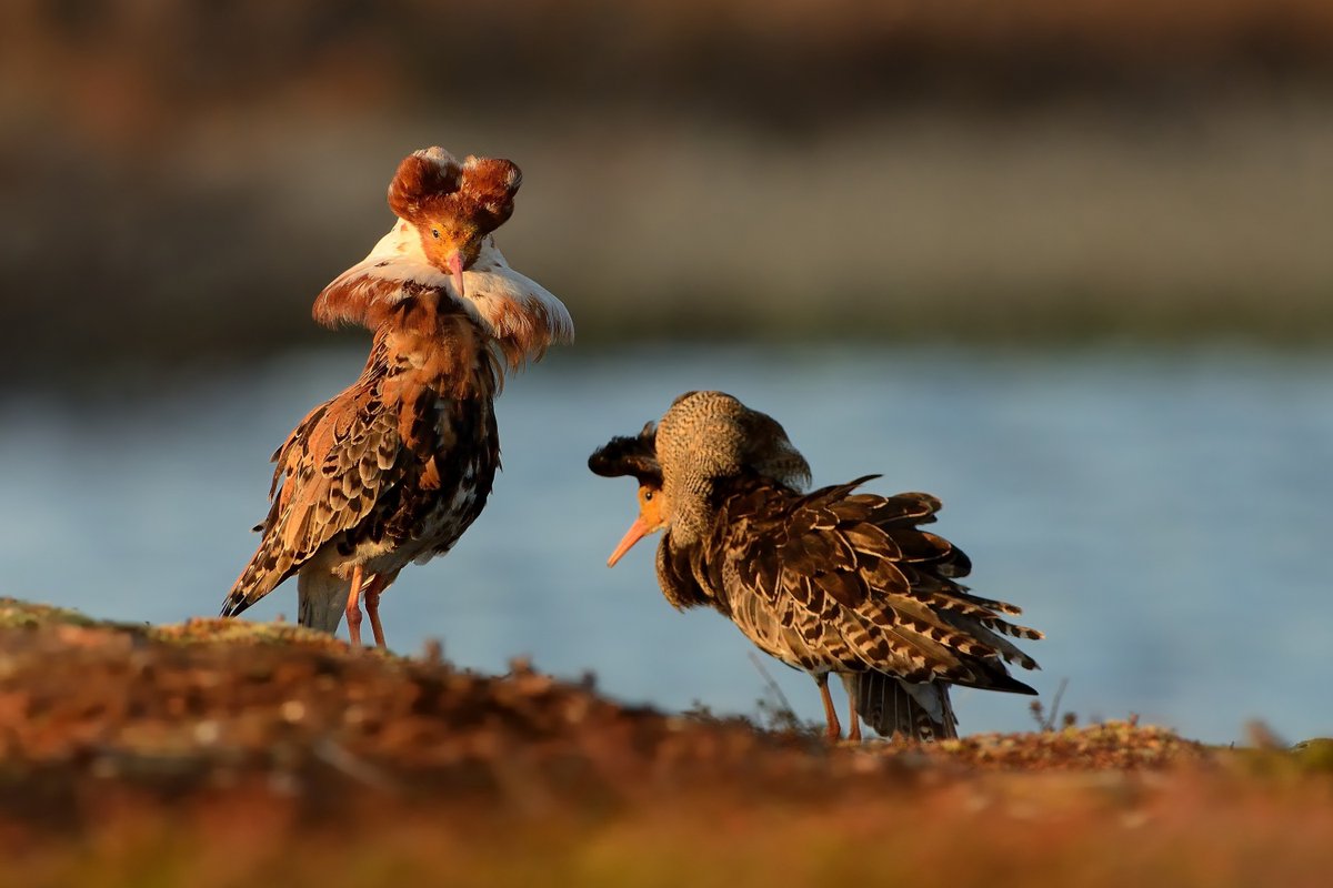 Bird Conservation International journal tweet media