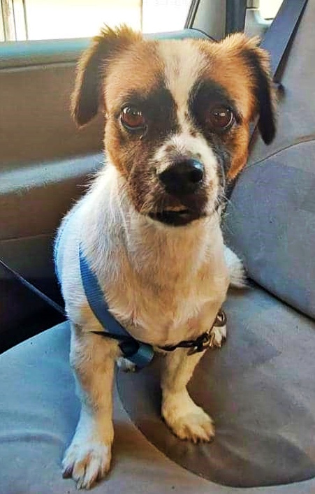 SOS Abuelos tweet media