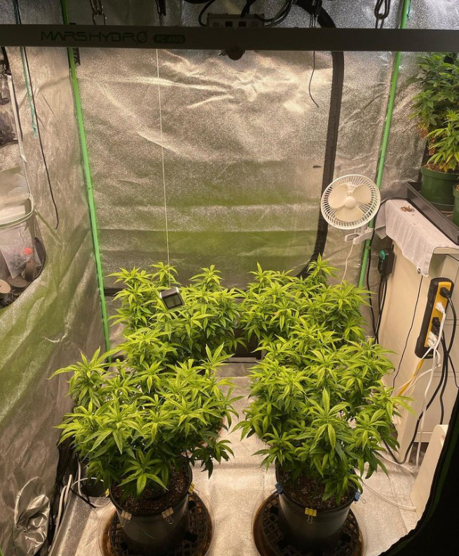 MarsHydroLight's tweet image. 🍋pink lemonade getting ready for a transplant.

NEW upgraded #FCE4800 is densely packed with snap-in design, BridgeLux chips, giving an average PPFD of 1000umol/m²/s, suitable for personal and commercial veg rooms. Full-spectrum meet the plant growth needs.
📸: @tittergrows