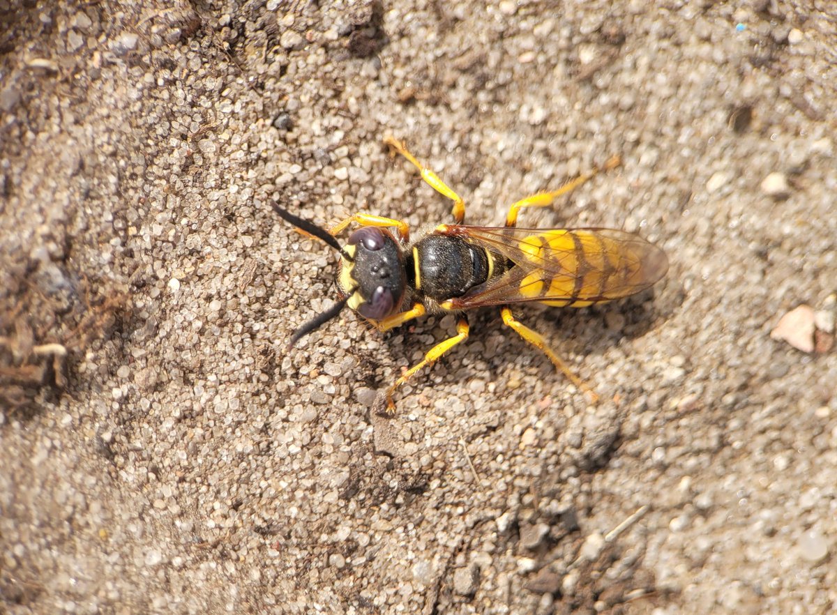 Finally, a clearer picture of the Philanthus triangulum triangulum. ❤️
#wasp #wasplove #apoidea #insect #entomology #apivore