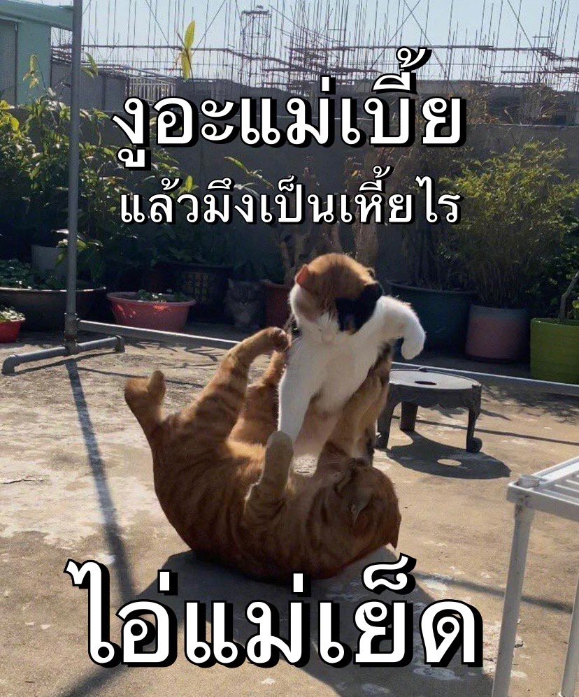 ไทยนี้รักสงบ ตบสักทีไหมสัส 5555555555