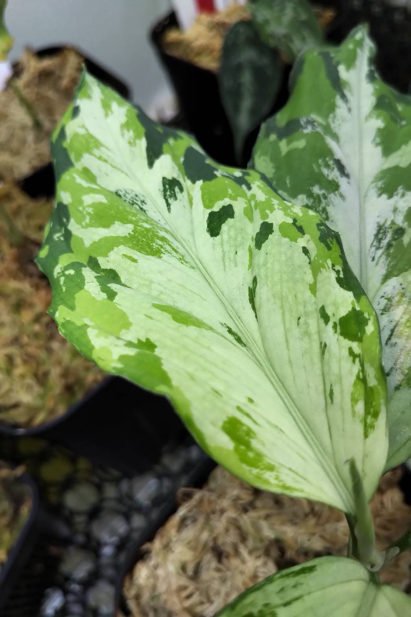 undried_tokyo's tweet photo. Aglaonema Pictum Multicolor “夢観極彩 千眼葉”

名前はアレですが、存在感はピクタムの中でもトップクラスの美しさです。

なかなか市場に出回らないレアな個体。
現在子株を販売中ですので是非ご検討ください♪

https://t.co/z3QYGaW98Q

#アグラオネマ
#ピクタム https://t.co/vlaezQigf1