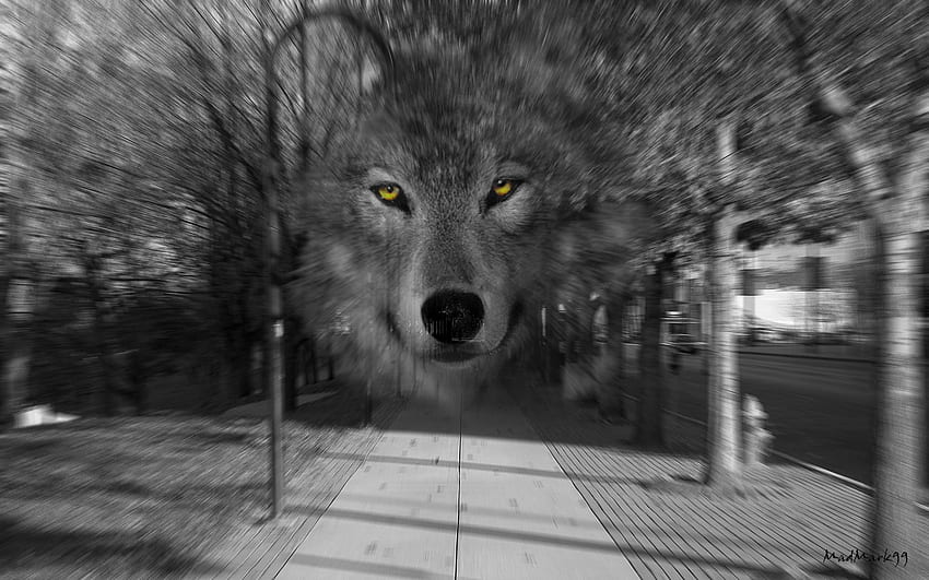 Fridolin Zimmermann (@zifridolin) on Twitter photo Open PhD position with the title “Ecology of urban and peri-urban wolves: habitat selection, food habits and movement patterns" in the Framework of the PhD Programme in Sustainable Development and Cooperation of the <a href="/unito/">Università di Torino</a> with <a href="/FrancescaMaruc6/">Francesca Marucco</a> #wolf dottorato.unito.it/do/home.pl/Vie… Open PhD position with the title “Ecology of urban and peri-urban wolves: habitat selection, food habits and movement patterns" in the Framework of the PhD Programme in Sustainable Development and Cooperation of the <a href="/unito/">Università di Torino</a> with <a href="/FrancescaMaruc6/">Francesca Marucco</a> #wolf dottorato.unito.it/do/home.pl/Vie…