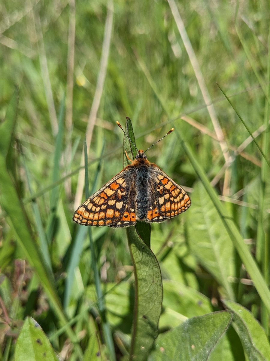 Species seen during ongoing butterfly monitoring at Lullymore West have included Common Blue, Ringlet, Meadow Brown and Marsh Fritillary. What have you seen in your local area? Visit biodiversityireland.ie to find out how you can contribute to butterfly monitoring.