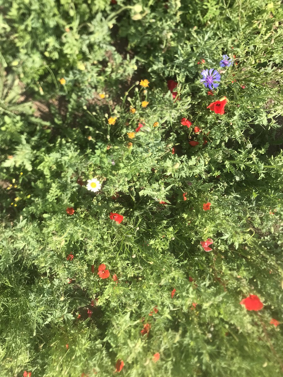 There are flowers blooming on the reccy and all sorts of insect pollinators bobbing about. How wonderful. ☺️🌺🐝 All the fruit trees are still alive and doing well too! Happy days. <a href="/TCVBristol/">TCV Bristol</a> <a href="/WestofEnglandCA/">West of England Mayoral Combined Authority</a>