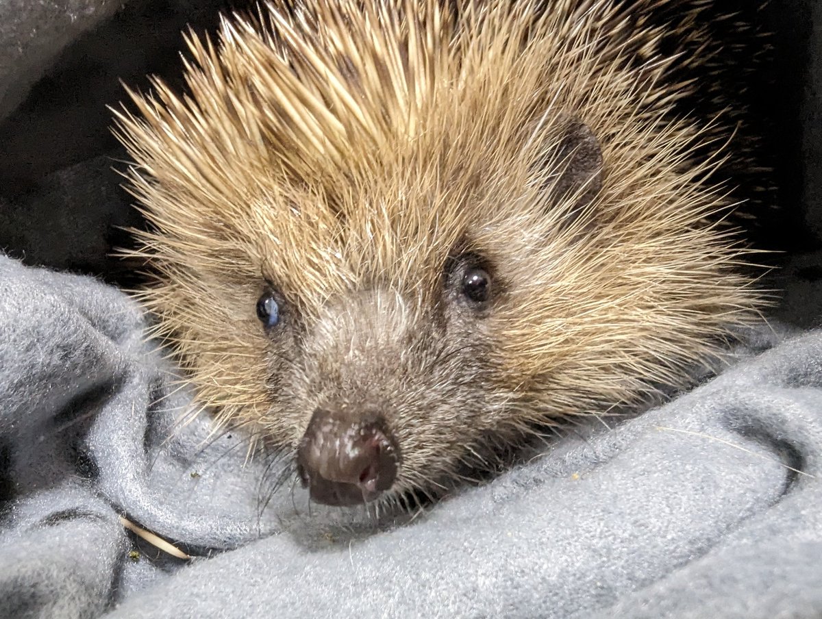 Nous sommes tous des bénévoles. Nous n'avons ni PDG ni actionnaires. Nous ne recevons pas de subventions, ni publiques ni de fondations privées.
Nous avons besoin de dons pour pouvoir assurer notre travail auprès des hérissons.
Faites un don. Merci 🙏
erinaceus.fr/banque