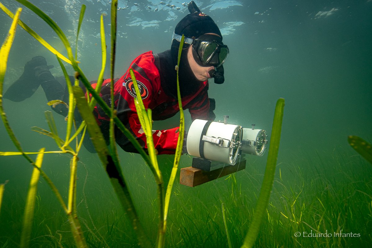 Back home after a very productive month working at 
the Seagrass Ecology Lab at <a href="/KristinebergC/">Kristineberg Center</a>, sampling the fish communities from restored and natural eelgrass meadows of different structural complexities 📽️🐟🌱 

Thank you <a href="/ed_infantes/">Eduardo Infantes</a> for your support!