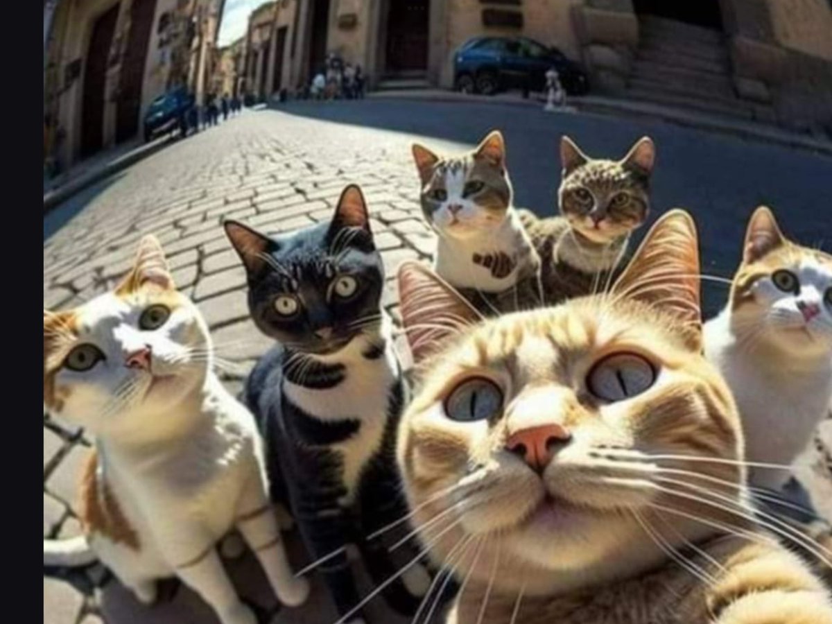 Cat selfie! 🥰😻