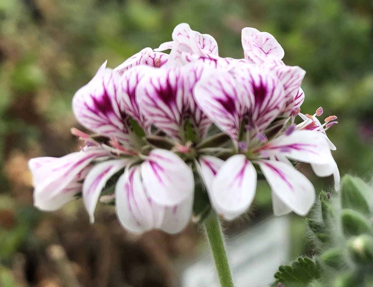 Heather_GKey's tweet image. Seeds!!! A keen eye will spot Pellie beaks forming now.. if you’re not too quick to deadhead. The seeds will slowly, frustratingly so sometimes, form and ping out on their fluffy tails. These are just pods, the seeds are nestled inside, waiting.