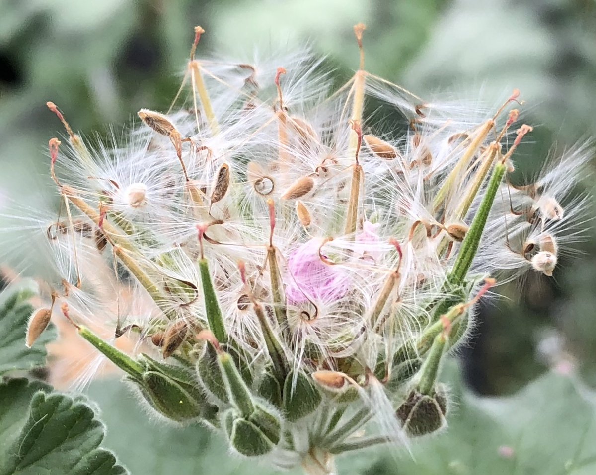 Heather_GKey's tweet image. Seeds!!! A keen eye will spot Pellie beaks forming now.. if you’re not too quick to deadhead. The seeds will slowly, frustratingly so sometimes, form and ping out on their fluffy tails. These are just pods, the seeds are nestled inside, waiting.