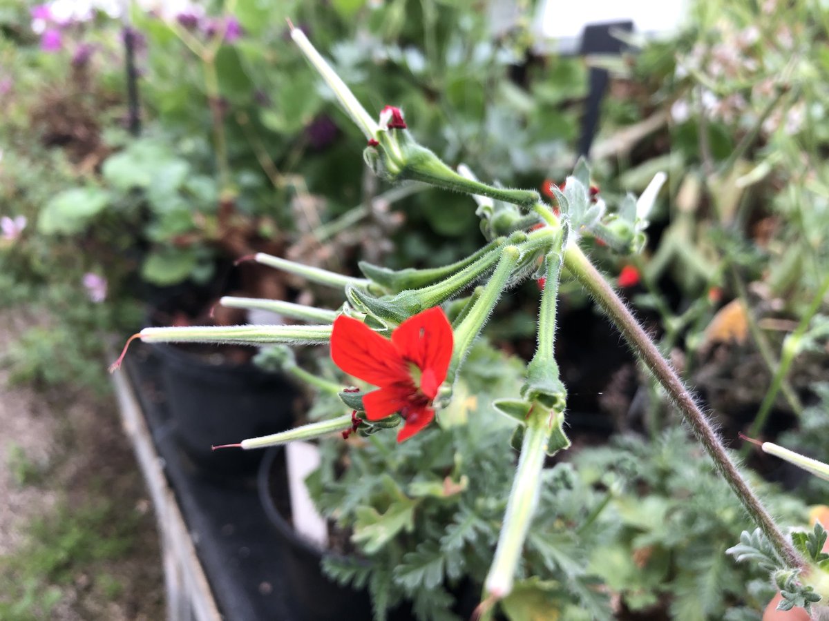 Heather_GKey's tweet image. Seeds!!! A keen eye will spot Pellie beaks forming now.. if you’re not too quick to deadhead. The seeds will slowly, frustratingly so sometimes, form and ping out on their fluffy tails. These are just pods, the seeds are nestled inside, waiting.