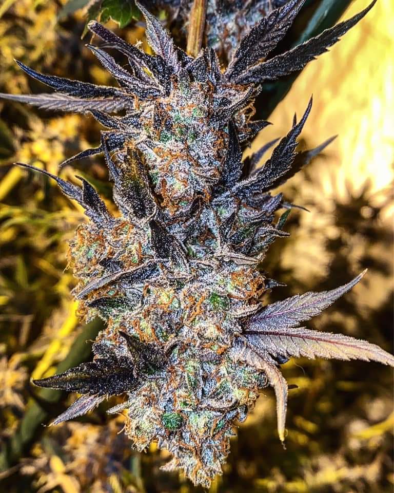 Wedding Cake ❤️💪🍀

📷  Mike Amaro

#insidecannabis #smokeweedeveryday #high #cannabis #cannabiscommunity #weed #marijuana #thc #cbd #cannabisculture #weedporn #weedstagram #hightimes #stoner #indica #sativa #hemp #maryjane #ganja #growyourown #smoke #cannabissociety #weedlife