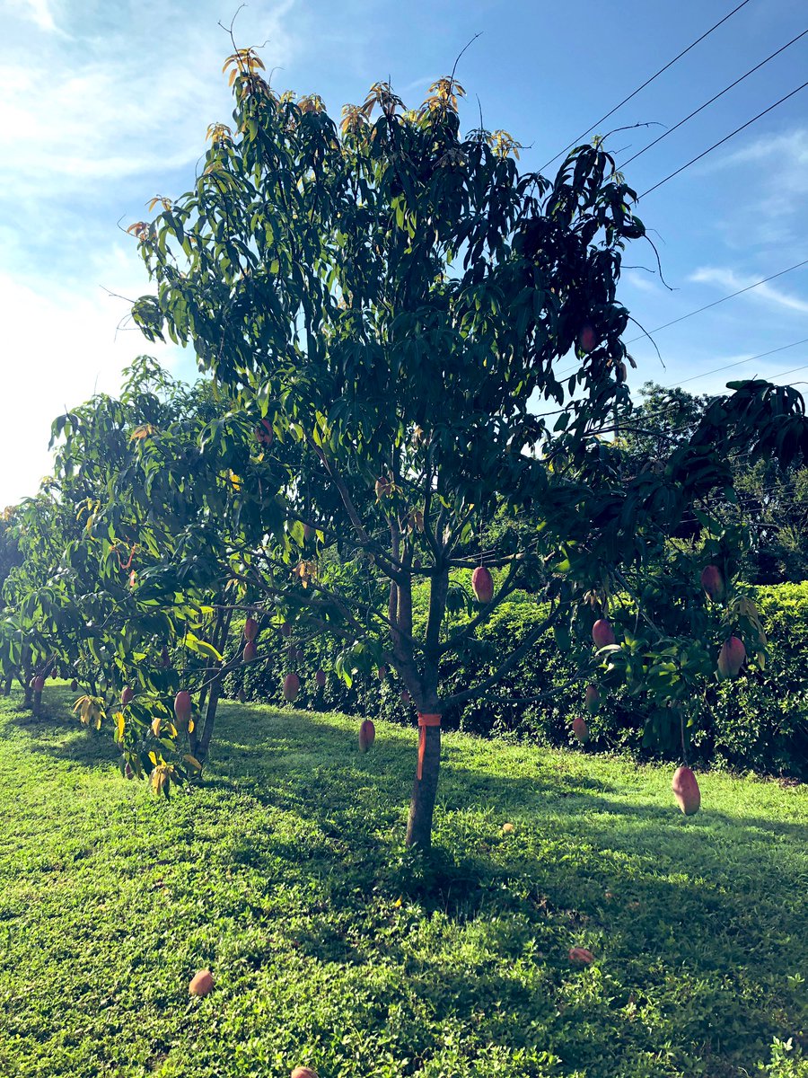 Tropical Plant Clinic & Research Lab tweet media