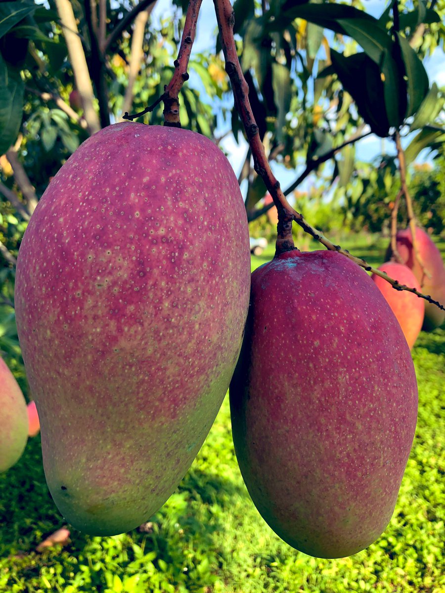 Tropical Plant Clinic & Research Lab tweet media