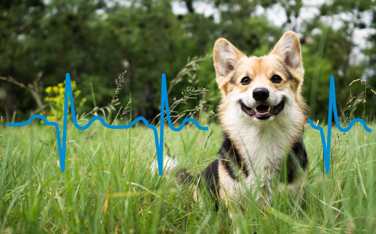 kubiosHRV's tweet photo. Exciting news! Kubios HRV Scientific 4.0.3 update is here! Now the FIRST software to support dog HRV data through adjusted settings for our furry friends . πΎ
Plus, enjoy minor improvements and bug fixes! Update now! https://t.co/KC1ddm6rjG
#KubiosHRV #HRVanalysis #DogsHRV https://t.co/KeREQwzYOy
