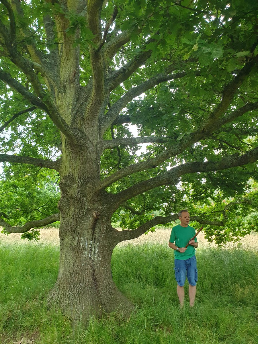 HJGilbert's tweet photo. Had a great time at the @BritishEcolSoc #Trees4CBP symposium this week. Lots of talks and discussions about vital topics around trees, nicely broken up with a morning walk that included a surprise flute performance under this majestic oak 🌳 https://t.co/7oNIZPwELP
